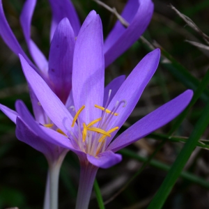 Photographie n°2331327 du taxon Colchicum autumnale L. [1753]