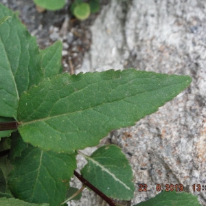 Photographie n°2331338 du taxon Campanula rapunculoides L. [1753]