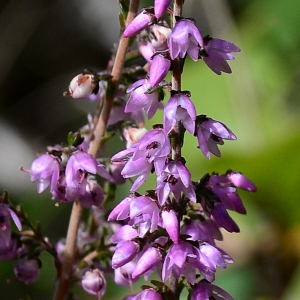 Photographie n°2331352 du taxon Calluna vulgaris (L.) Hull [1808]