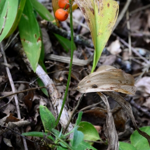 Photographie n°2331362 du taxon Convallaria majalis L. [1753]