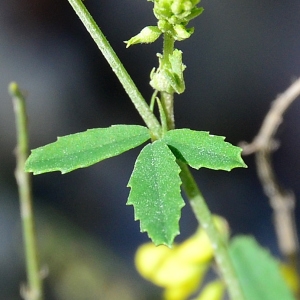  - Trigonella officinalis (L.) Coulot & Rabaute [2013]