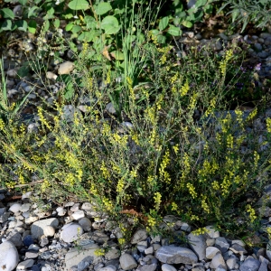  - Trigonella officinalis (L.) Coulot & Rabaute [2013]