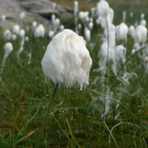  - Eriophorum scheuchzeri Hoppe [1800]