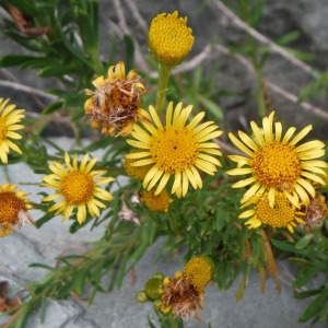 Photographie n°2331372 du taxon Limbarda crithmoides (L.) Dumort. [1827]