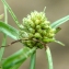  Liliane Roubaudi - Cyperus michelianus (L.) Delile [1813]