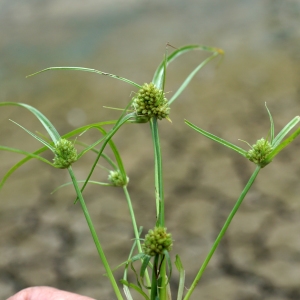  - Cyperus michelianus (L.) Delile [1813]