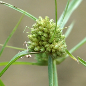 Cyperus michelianus (L.) Link (Scirpe de Micheli)
