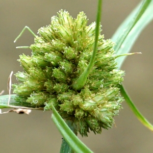 Cyperus michelianus (L.) Link (Scirpe de Micheli)