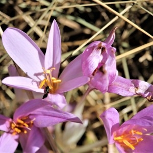 Photographie n°2331521 du taxon Colchicum autumnale L. [1753]