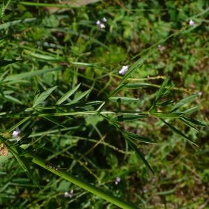  - Silaum silaus var. silaus