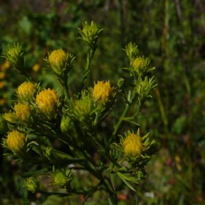 Photographie n°2331611 du taxon Galatella linosyris (L.) Rchb.f. [1854]