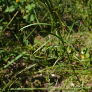 Photographie n°2331613 du taxon Galatella linosyris (L.) Rchb.f. [1854]