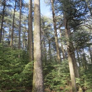 Photographie n°2331615 du taxon Cedrus atlantica (Manetti ex Endl.) Carrière [1855]