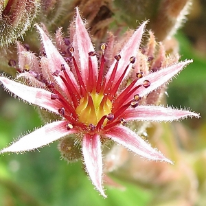 Photographie n°2331650 du taxon Sempervivum tectorum L. [1753]