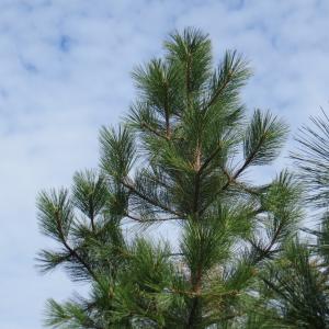 Photographie n°2331653 du taxon Pinus ponderosa Douglas ex C.Lawson [1836]