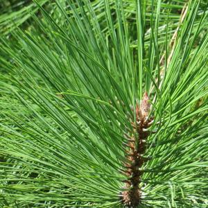 Photographie n°2331655 du taxon Pinus ponderosa Douglas ex C.Lawson [1836]