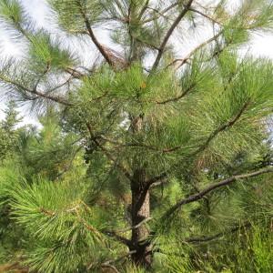 Photographie n°2331656 du taxon Pinus ponderosa Douglas ex C.Lawson [1836]