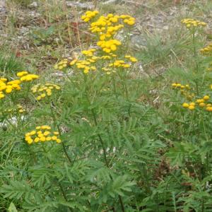 Photographie n°2331726 du taxon Tanacetum vulgare L.