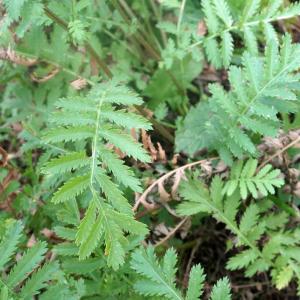 Photographie n°2331727 du taxon Tanacetum vulgare L.