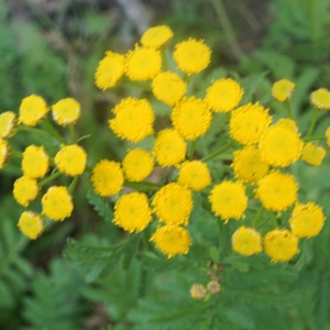 Photographie n°2331729 du taxon Tanacetum vulgare L.