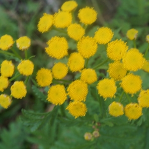 Photographie n°2331730 du taxon Tanacetum vulgare L.
