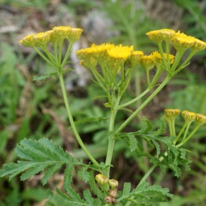Photographie n°2331731 du taxon Tanacetum vulgare L.