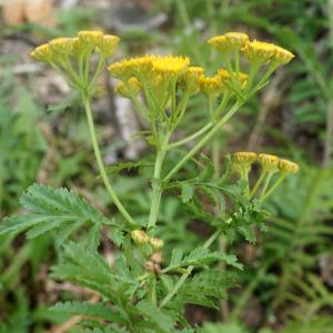 Photographie n°2331732 du taxon Tanacetum vulgare L.