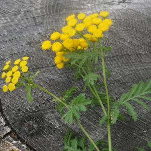 Photographie n°2331733 du taxon Tanacetum vulgare L.