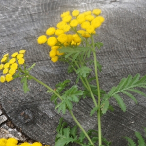Photographie n°2331734 du taxon Tanacetum vulgare L.