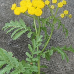 Photographie n°2331735 du taxon Tanacetum vulgare L.