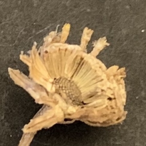 Photographie n°2331738 du taxon Tanacetum vulgare L.