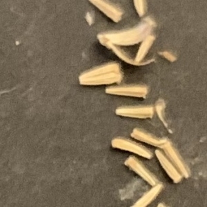 Photographie n°2331739 du taxon Tanacetum vulgare L.