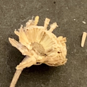 Photographie n°2331740 du taxon Tanacetum vulgare L.