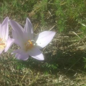 Photographie n°2331741 du taxon Colchicum autumnale L. [1753]