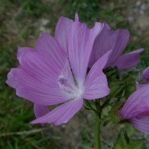 Photographie n°2331756 du taxon Malva moschata L. [1753]