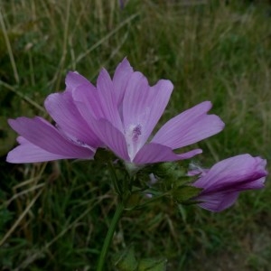 Photographie n°2331757 du taxon Malva moschata L. [1753]