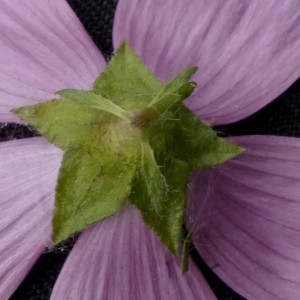 Photographie n°2331761 du taxon Malva moschata L. [1753]