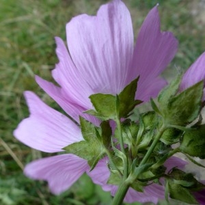 Photographie n°2331771 du taxon Malva moschata L. [1753]