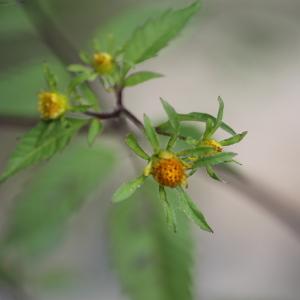 Photographie n°2331871 du taxon Bidens frondosa L. [1753]