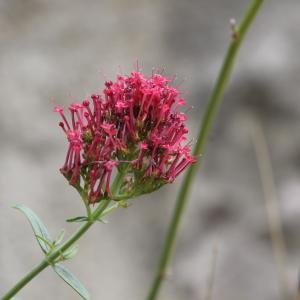 Photographie n°2331874 du taxon Centranthus ruber (L.) DC. [1805]