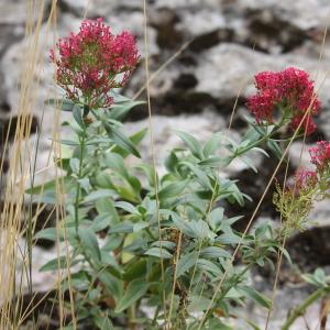 Photographie n°2331876 du taxon Centranthus ruber (L.) DC. [1805]