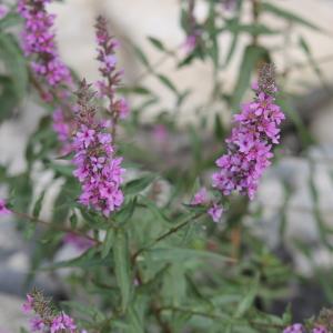  - Lythrum salicaria L. [1753]