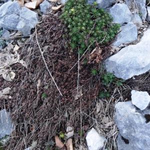 Photographie n°2331900 du taxon Saxifraga aizoides L. [1753]