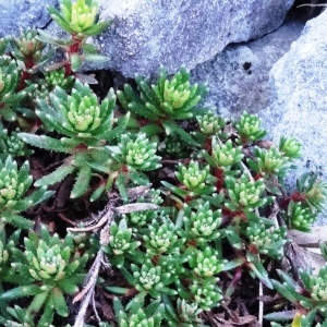 Photographie n°2331902 du taxon Saxifraga aizoides L. [1753]