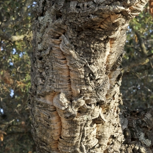 Photographie n°2331918 du taxon Quercus suber L.