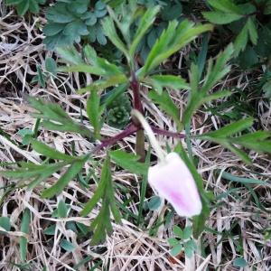 Photographie n°2331925 du taxon Anemone nemorosa L.