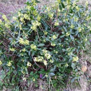  - Daphne laureola subsp. laureola 