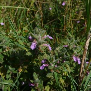 Photographie n°2331943 du taxon Teucrium scordium L. [1753]