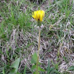 Photographie n°2331952 du taxon Taraxacum F.H.Wigg.