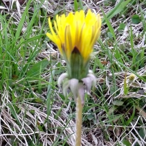 Photographie n°2331953 du taxon Taraxacum F.H.Wigg.